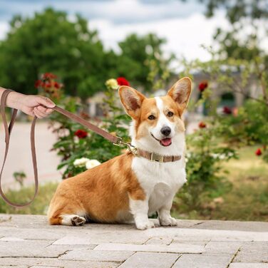 Шкіряний нашийник для собак Didog: міцний, з надійною застібкою, регульований, для середніх та маленьких собак (колір: коричневий)