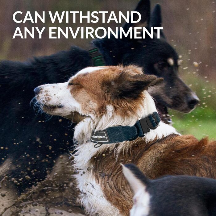 Міцний нашийник для собак великих та середніх порід – регульований, двошаровий нейлон, металева застібка, стійкий до розривів, ідеальний для активних собак (розмір 38-58 см)