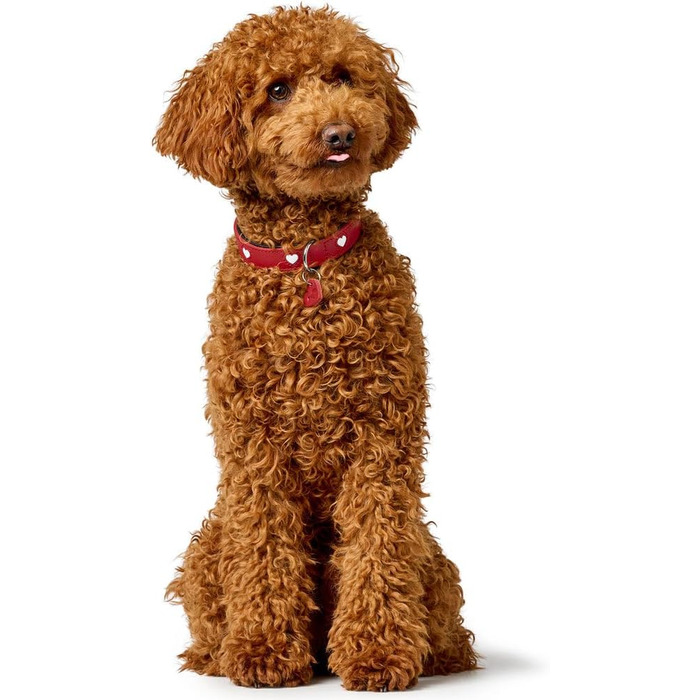 Нашийник для собак HUNTER Love, червоно-чорний, з м'якої шкіри, ручної роботи, розмір 42