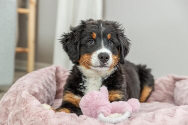 Ортопедичне собаче ліжко TRIXIE Vital Loki, рожевий, 65 x 50 см - м'яке ліжко з Memory Foam для собак, захищає суглоби