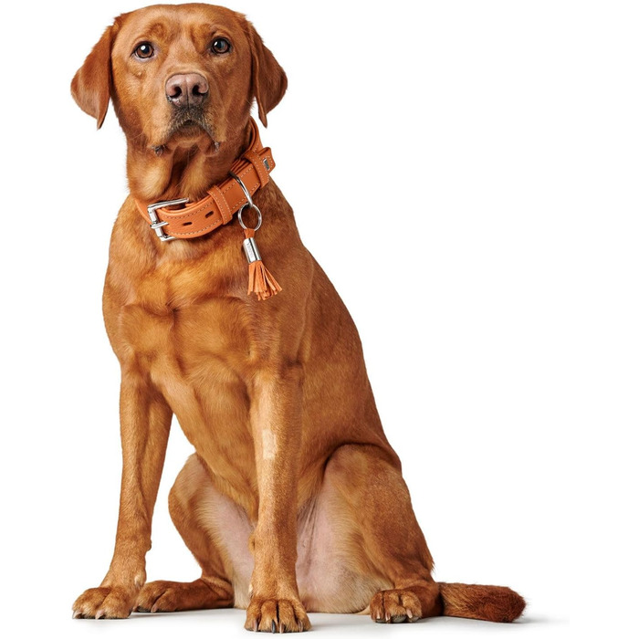 Нашийник для собак HUNTER CANNES, шкіряний, напівшкіра, м'який, елегантний, (XS), (35 см), помаранчевий