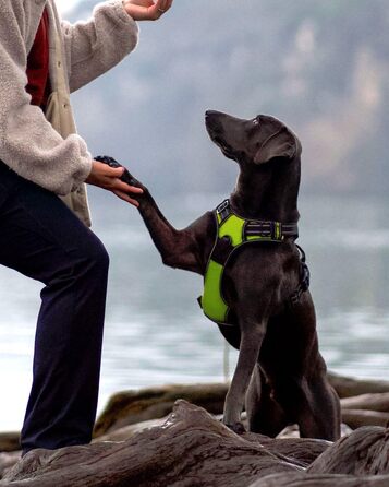 Нашийник для собак Joytale середнього розміру, світловідбиваючий, дихаючий, регульований, з ручкою для тренувань, M (1 шт., зелений)