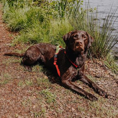 Шлейка для собак Lana Hundegeschirr ручної роботи, 5-рівневе регулювання, водонепроникна, Made in Germany, для собак маленьких та великих порід, повідкова шлейка, нагрудна шлейка, повідкова шлейка (M, помаранчевий/зелений) M помаранчевий/зелений