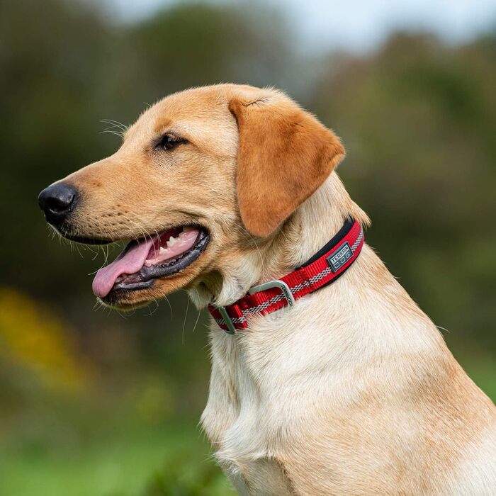 Світловідбиваючий нашийник для собак Terrain D.O.G. з неопреновою підкладкою, червоний. Розміри: 19' (17-20 дюймів) та 23' (21-24 дюйми)