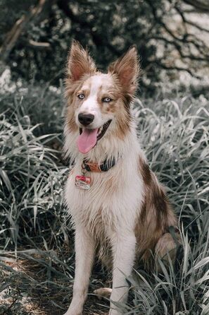 Набір повідка та нашийника для собак Aring Pet, оксамитовий нашийник та повідок, регульований нашийник для маленьких, середніх та великих собак, блакитний
