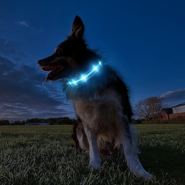 Світлодіодне нашийник для собак Masbrill з підзарядкою, 7 кольорів RGB, 8 режимів світіння, регульований, вологостійкий, для собак маленьких, середніх та великих порід, чорний, розмір M