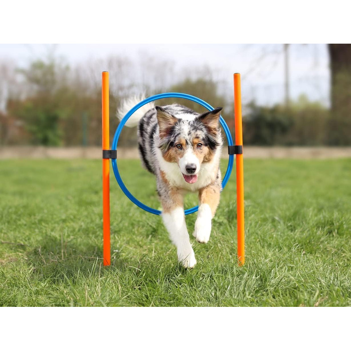Набір для аджиліті для собак маленьких та середніх порід | Набір для дресирування собак з бар'єрами, тунелем та кільцем для стрибків | Початковий набір для собачого спорту