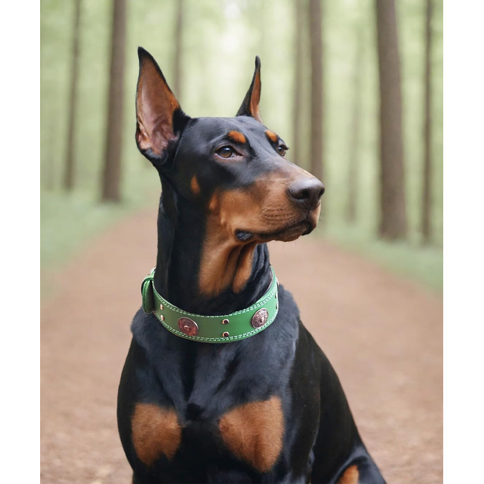 Leather Dog Collar, 5 cm Wide Robust Genuine Leather Collar, Handcrafted, Soft and Luxurious, Striking Best Choice for Large and Medium Dog Breeds (42-52 cm, green)