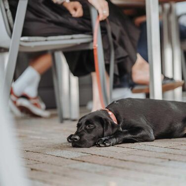 Нашийник для собак HUNTER Swiss, червоно-чорний, м'яка шкіра, ручна робота, розмір M-L (60)