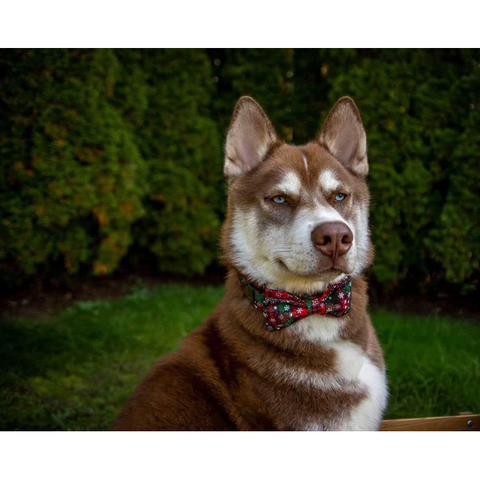 Нашийник для собак Lionheart Glory з візерунком клітинки, регульований м'який нашийник з метеликом, нашийник з бантиком для середніх собак, подарунок для домашніх тварин, червоно-зелена клітинка (1 шт.)