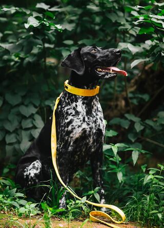 Набір повідка та нашийника для собак Aring Pet, зручний регульований набір для хлопчиків та дівчаток, темно-зелений (XS, темно-жовтий)