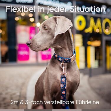 Dog Collar + Dog Leash Set - Includes Gift Box - 3-Way Adjustable Leash 2m - Let's Get Foxy Collection for Small, Medium & Large Dogs