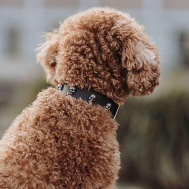 Нашийник для собак HUNTER Tijuana, чорний, з натуральної шкіри, ручної роботи, з декоративними черепами, розмір 55