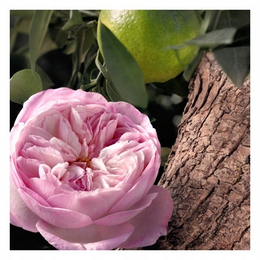 Парфумована вода Chloé Rose Naturelle Intense, 30 мл