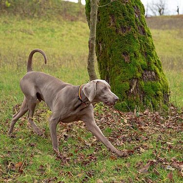 Нашийник для собак Ferplast ERGOFLUO C15/42 з підкладкою та мікрорегулюванням, рожевий