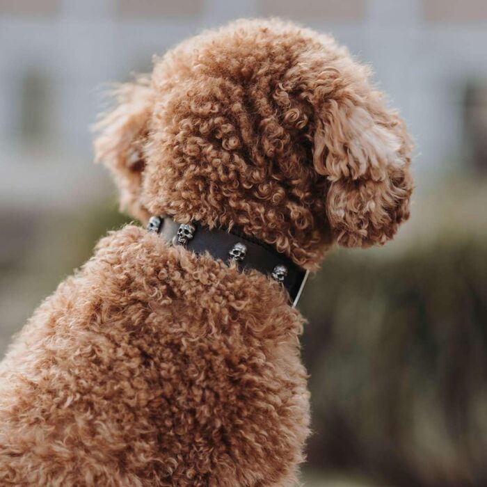 Нашийник для собак HUNTER Tijuana, чорний, з натуральної шкіри, ручної роботи, з декоративними черепами, розмір 55
