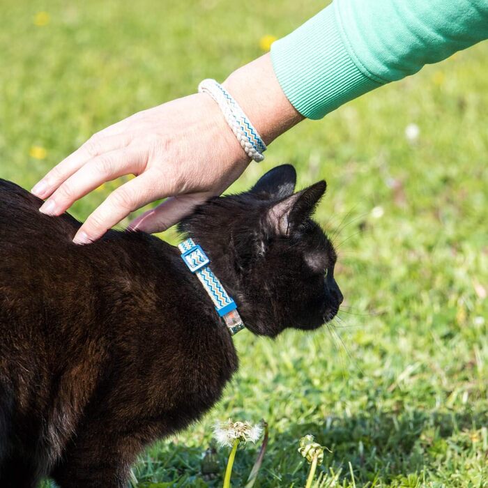 Нашийник для кота Pettsie з безпечною застібкою та браслетом дружби, міцна бавовна, D-подібне кільце для аксесуарів, регульований розмір 12,7-20,3 см, блакитний