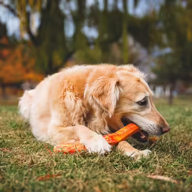 RUFFWEAR Gnawt-A-Stick Latex Dog Toy, Rubber Stick Dog Chew Toy for Pet Dogs, Premium Dog Toy & Boredom Buster, Dog Enrichment Toy & Fetch Stick (Salamander Orange)