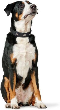 Нашийник для собак HUNTER SOFTIE STONE, штучна шкіра, з аплікаціями, легкий у догляді, чорний, розмір S-M