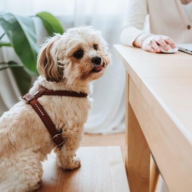 Нашийник для собак HUNTER Round & Soft Canadian UP, колір: Cognac, м'яка, еластична шкіра, прошитий по колу, щадний до хутра, екологічний, Made in Germany, розмір: S/1 S/1 cognac