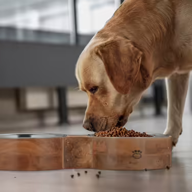 Relaxdays Dog Bowl with 2 Bowl Bowls