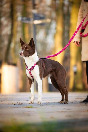 Шлейка для собак середніх порід Champagne Kiss M: регульована, не вбирає вологу, з контролем, легка