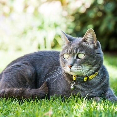 Нашийник Rogz для Tractive GPS CAT 4, жовтий. Регульований, з безпечним затвором. Розмір Small