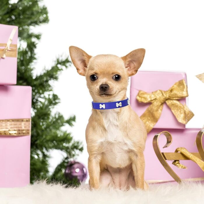 Нашийник для собак з шкіри та поводок-комбінований набір. Регульований нашийник для цуценят та собак середніх та маленьких порід. Білий (L, Синій)