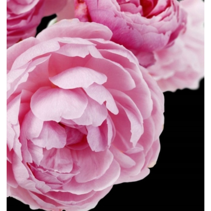 Жіночі парфуми Yodeyma Cheante, квіткова парфумована вода, 100 мл