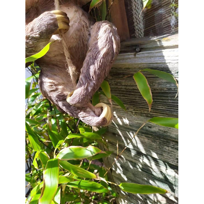 Animal Crackers Large Climbing Sloth on Rope Tree Garden Ornament Decoration Sloth Lover Gift