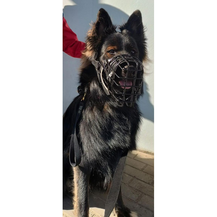 Dingo Gear Rubberized Metal Dog Muzzle for Malinois - Professional, Comfortable, Universal for Long Walks (S03048 Malinois L)