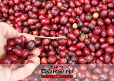 Кава в капсулах Caffè Corsini Classico Italiano, сумісні з Lavazza a Modo Mio, 100 шт по 7.5 г