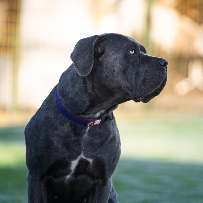 Нашийник для собак Max & Molly з ID-медальйон Gotcha! та світловідбиваючими елементами, Matrix 2.0, комфортний, для собак, світловідбиваючий