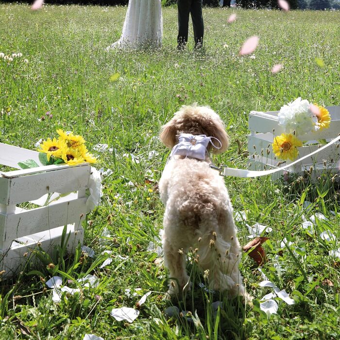 Ошатний нашийник Croci Ceremony для собак, для весілля, з бантиком, атлас, срібні деталі, для середніх та великих собак, розмір 41–66 см (білий, універсальний)