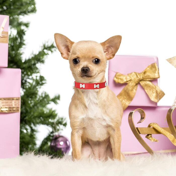 Нашийник для собак Halfsumo з шкіри та поводок: комплект для малих та середніх собак та котів, червоний